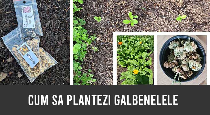 cum sa plantezi galbenelele