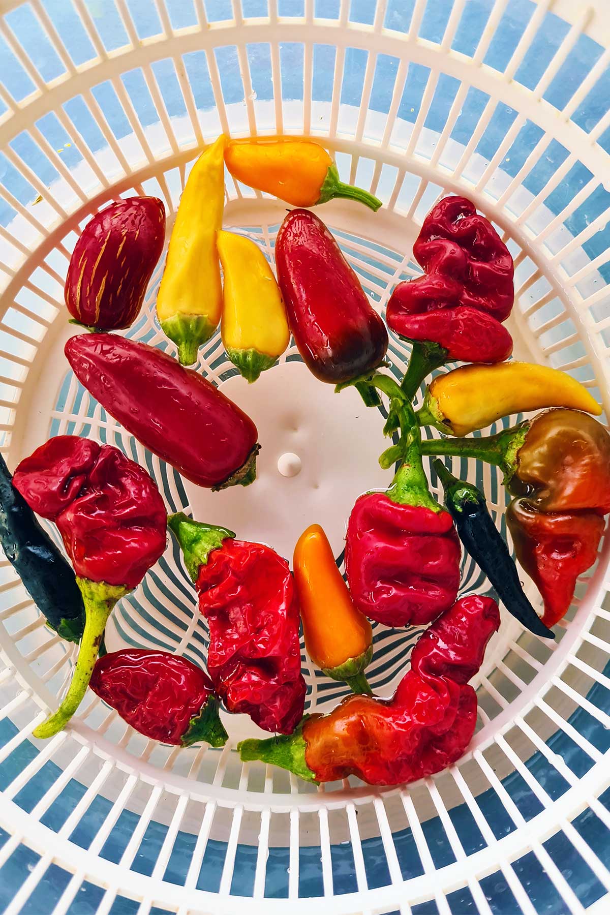 hot peppers homegrown