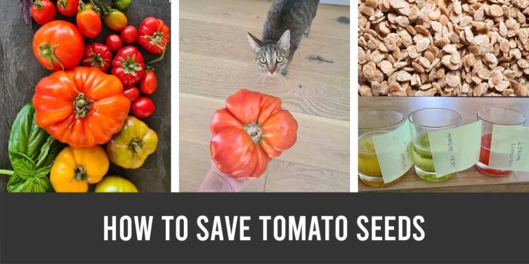how to save tomato seeds
