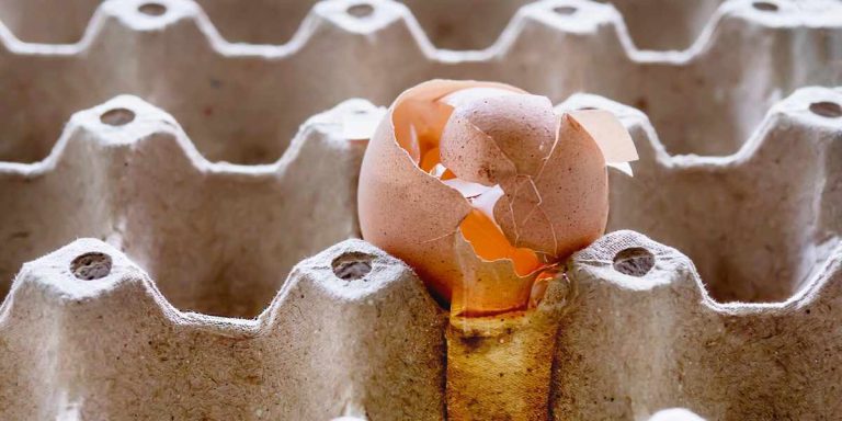 salmonella eggs risk